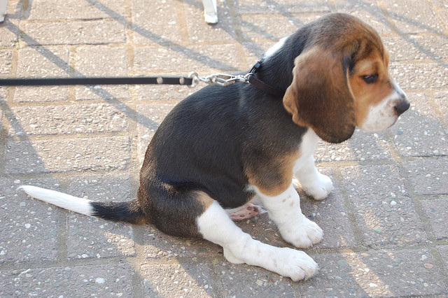 Beagle puppy on a leash